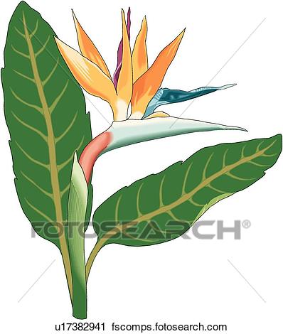 398x470 Clipart Of Bird Of Paradise U17382941