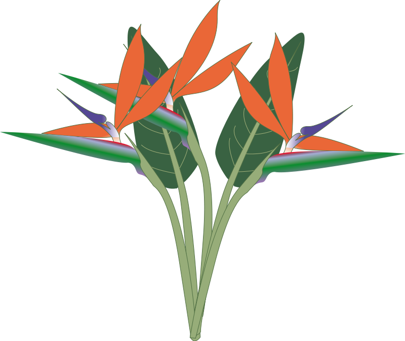 800x673 Free Bird Of Paradise Flower Clip Art