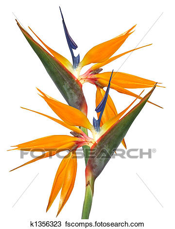 360x470 Stock Photo Of Bird Of Paradise Strelitzia K1356323