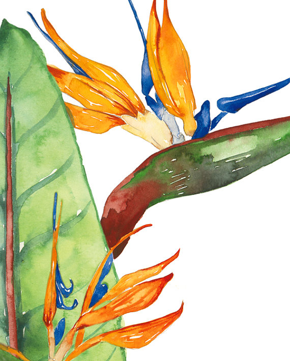 570x709 Tropical Plant Clip Art, Exotic Plants Clipart, Watercolor