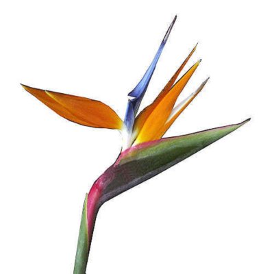 400x400 Bird Of Paradise Clipart Paradise Flower