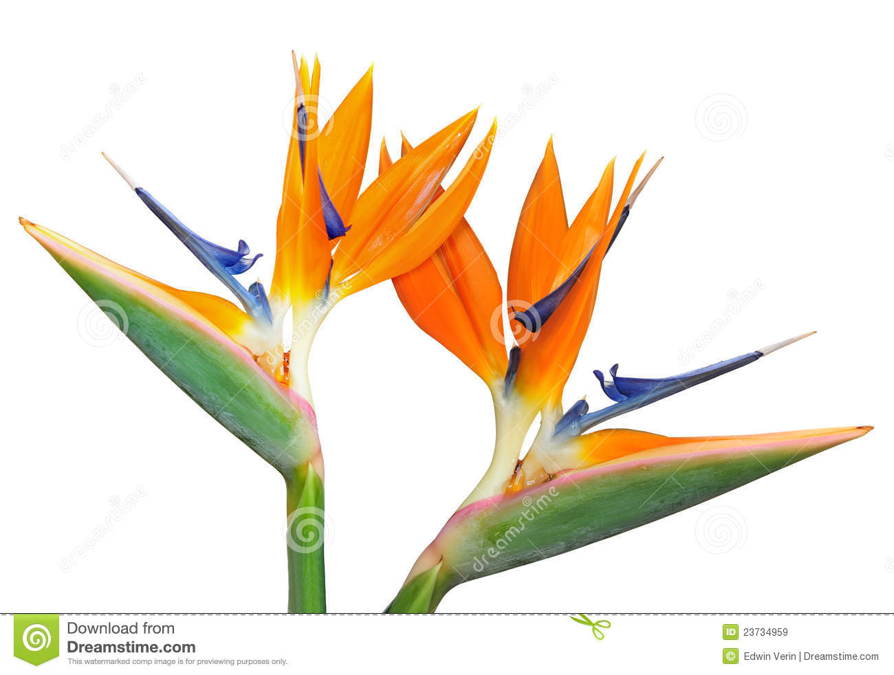 1300x982 Bird Of Paradise Clipart Vintage