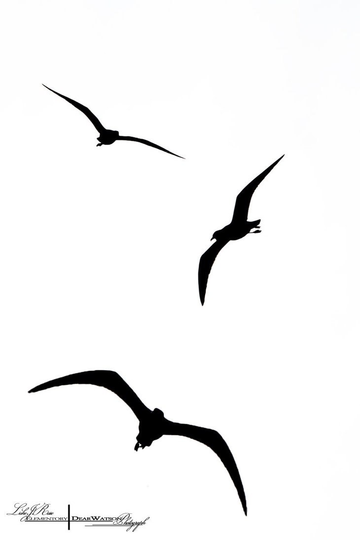 730x1095 Flying Bird Silhouette Clipart