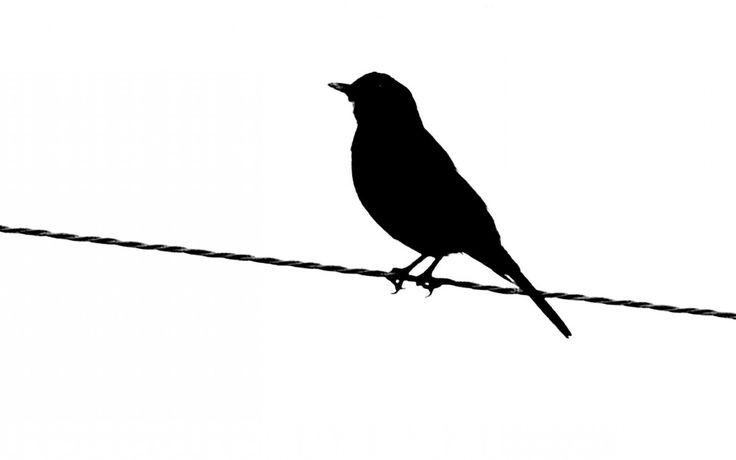 736x460 Bird Silhouette Black Bird Silhouette Clip Art Childrens Image