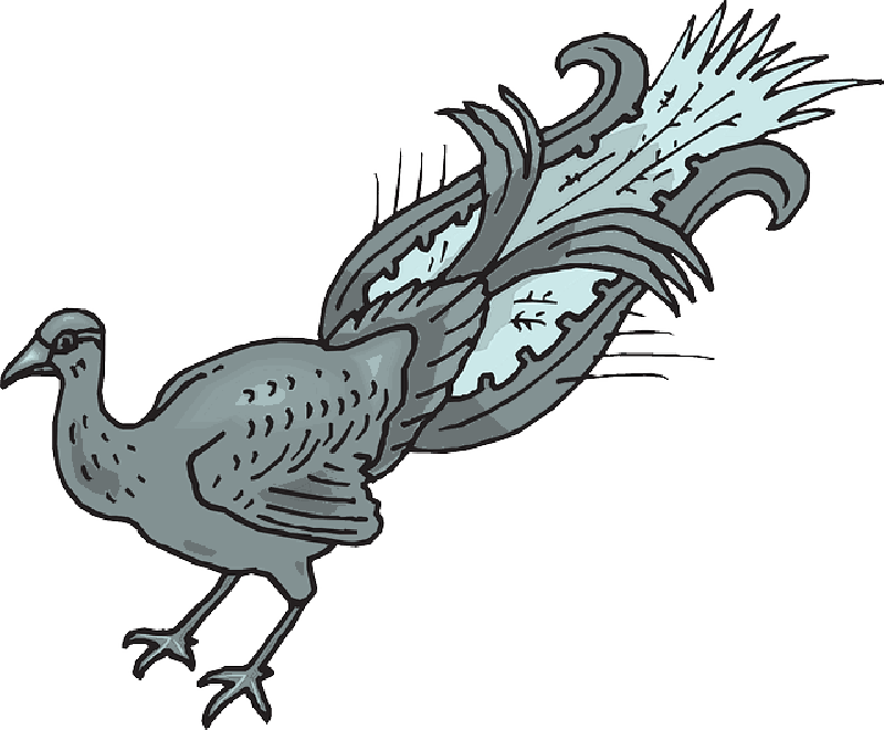 800x661 Bird, Wings, Art, Peacock, Animal, Tail, Plucked, Pluck