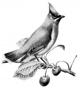 270x300 Cedar Waxwing On Fruiting Cherry Branch ~ Free Vintage Bird Clip