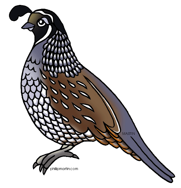 625x648 Quail Bird Clip Art