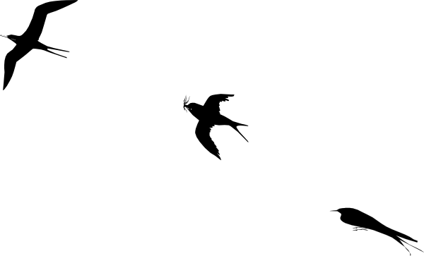 600x363 Bird Flight Clip Art