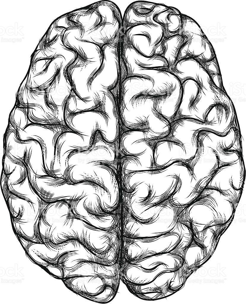 829x1024 Brain Clipart Sketch
