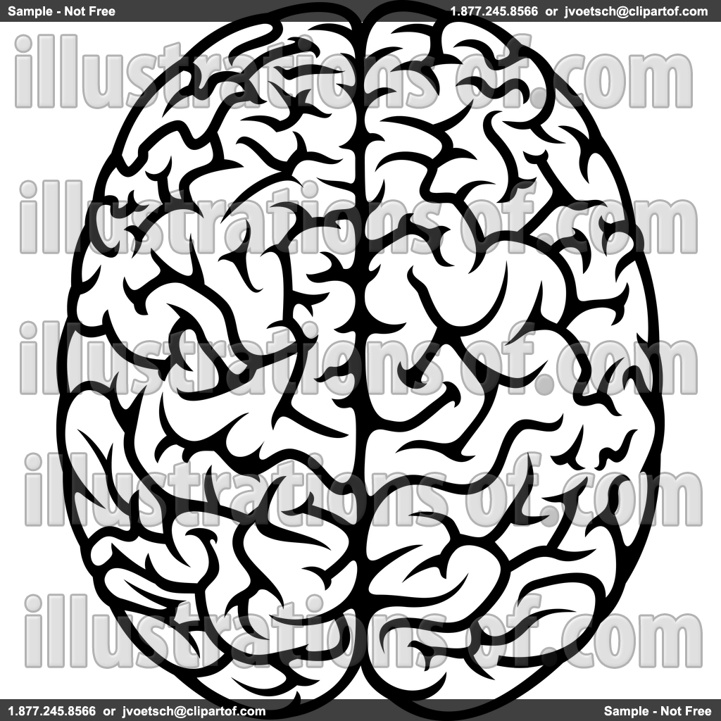 1024x1024 Brains Clipart Normal Brain