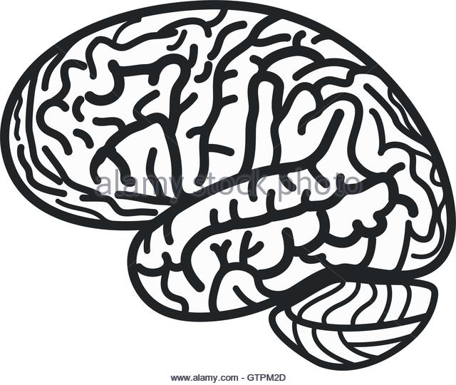640x540 Human Brain Logo Stock Photos Amp Human Brain Logo Stock Images