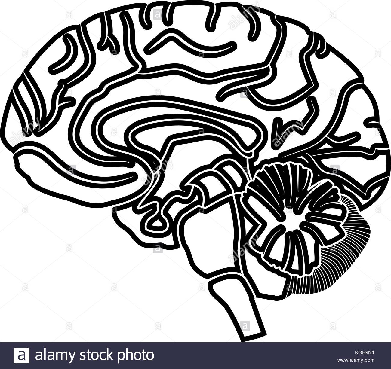 1300x1228 Mental Health Smart Brain Black And White Stock Photos Amp Images