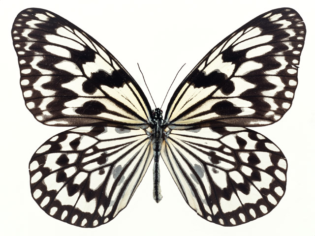 640x480 Butterfly Free Stock Photo A Yellow And Black Butterfly