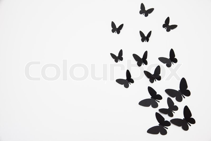 800x533 Black Butterfly Isolated On White Background Stock Photo Colourbox