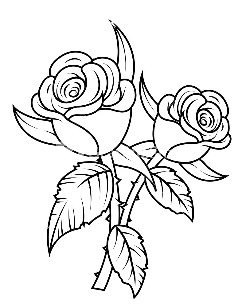 801x1000 Free Rose Clipart Public Domain Flower Clip Art Images And 4