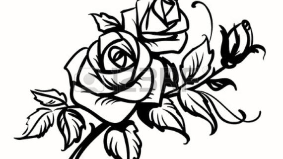 570x320 Rose Line Drawing Clip Art Knumathise Rose Clip Art Outline Images