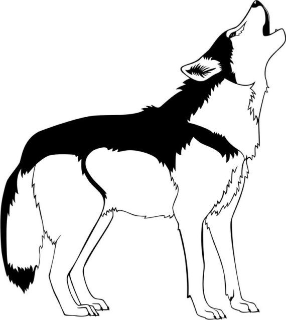 570x639 Wolf Clipart Black And White