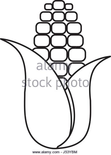 389x540 Corn Harvest Black And White Stock Photos Amp Images