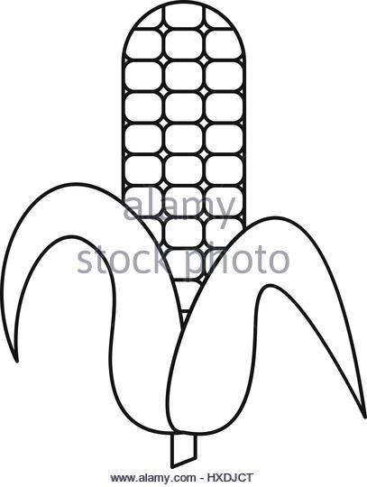 407x540 Ear Of Corn Black And White Stock Photos Amp Images