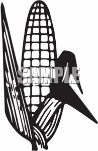 195x300 And White Ear Of Corn Clip Art Image