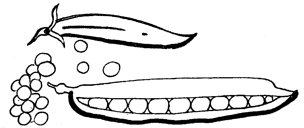 1056x446 Corn Clipart Bean