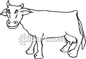 300x208 And White Smiling Cow
