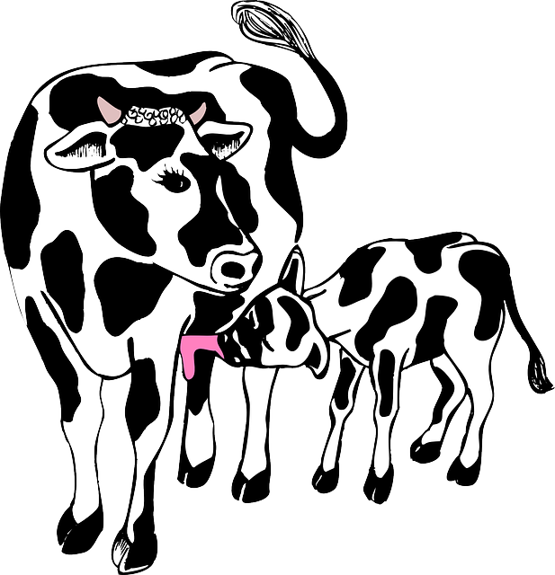 617x640 Cow Clipart Mother And Baby