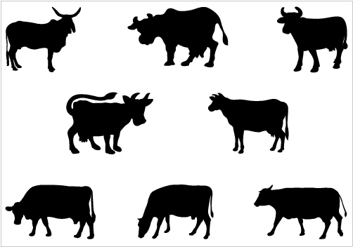 502x352 Graphics Cow