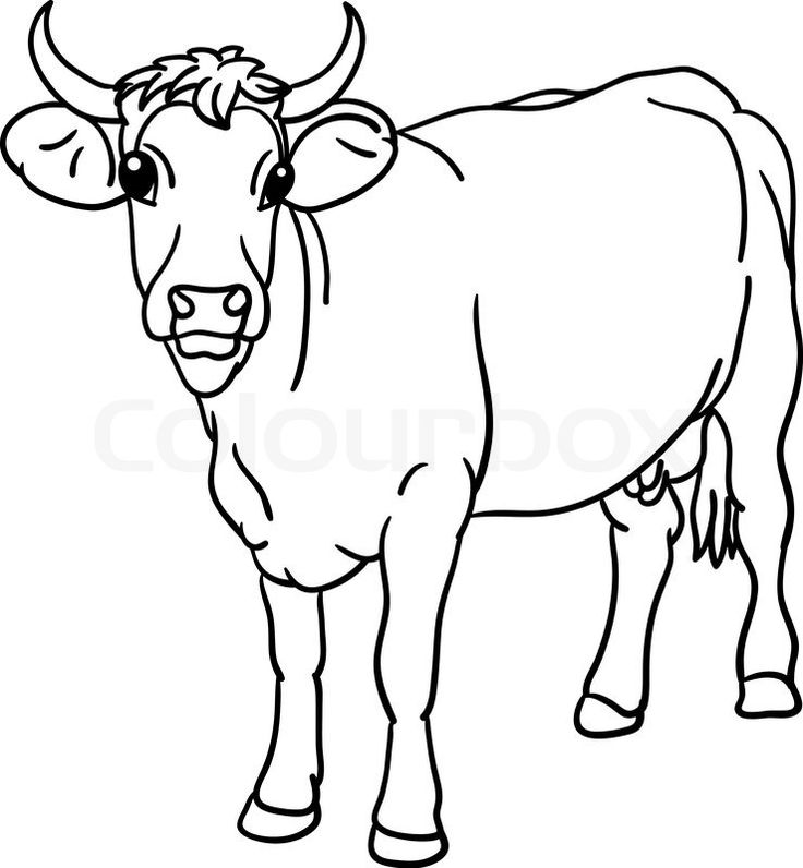 736x796 Black And White Cow Drawings Stock Vector