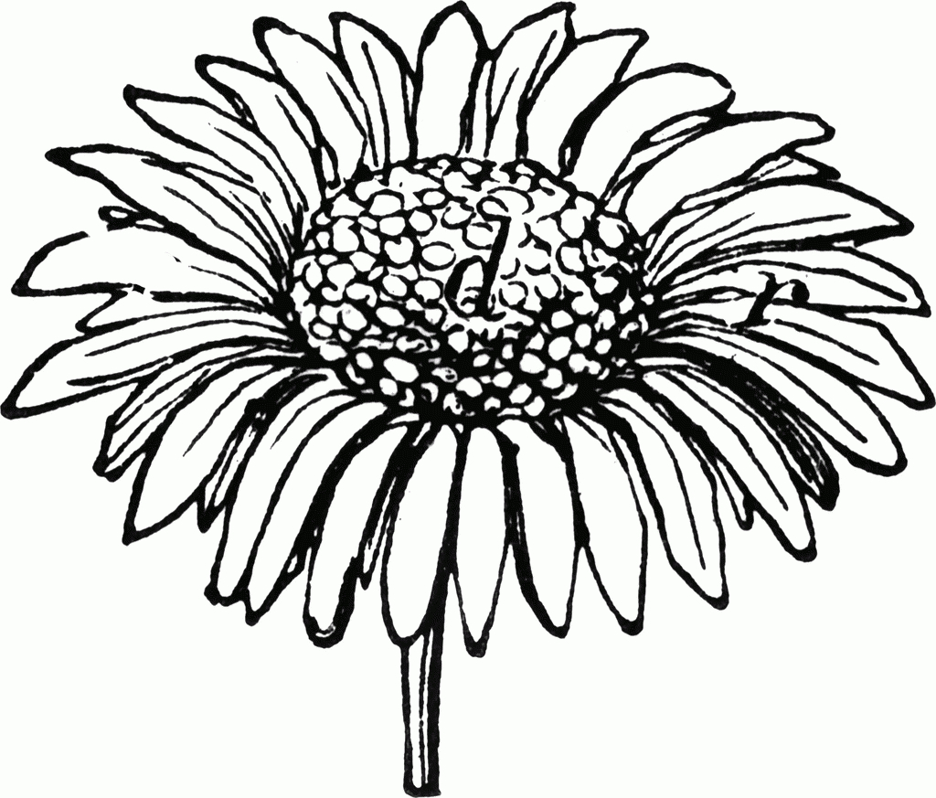 1024x873 Drawn Daisy Clip Art