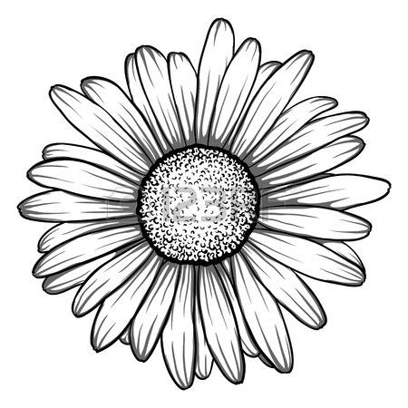450x450 Gerbera Clipart Black And White