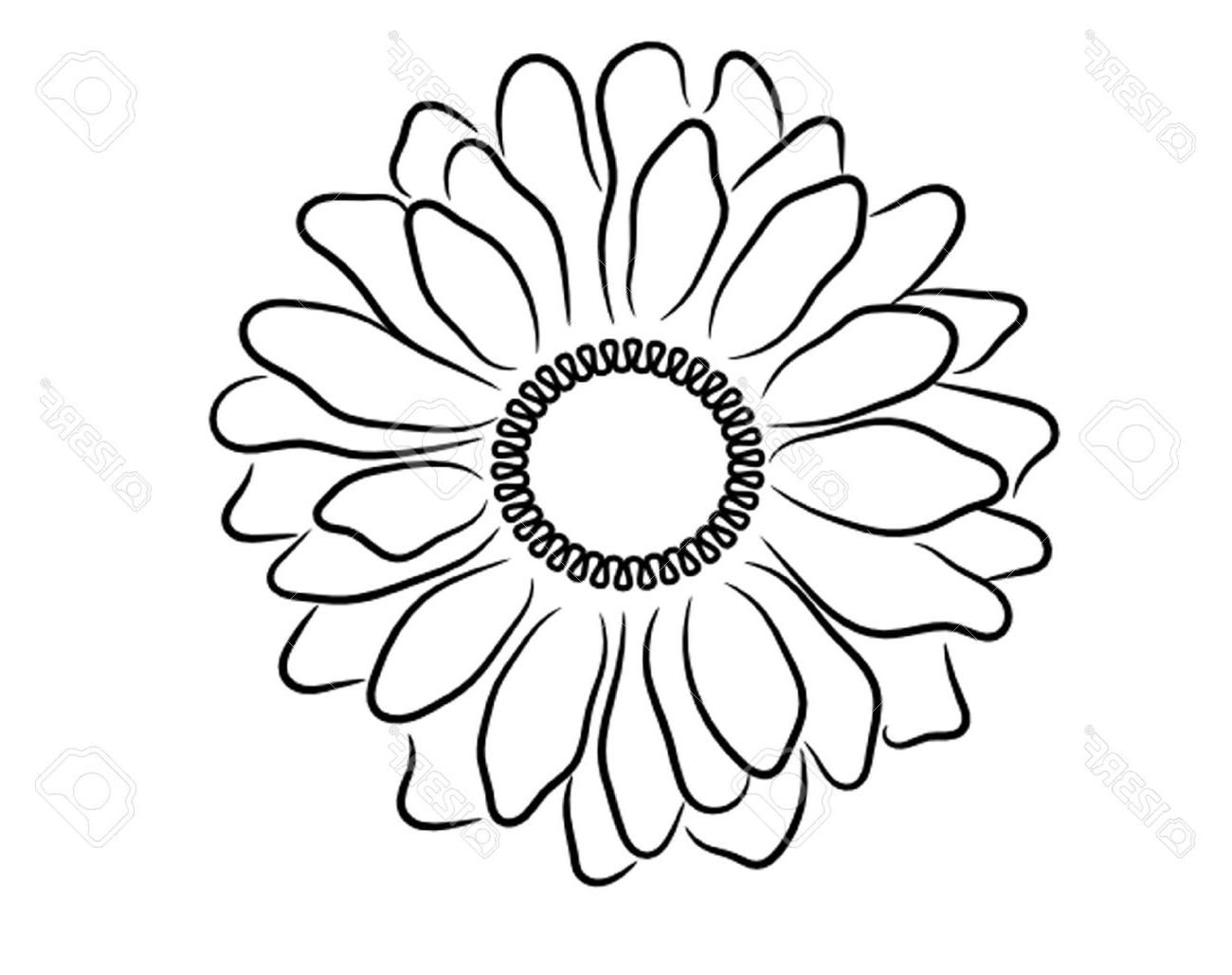 1300x1029 Hd Daisy Outline Vector Drawing Free Vector Art, Images