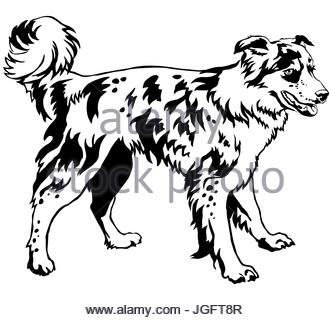 333x320 Dog Border Collie Adult Black And White Lying In The Straw Stock