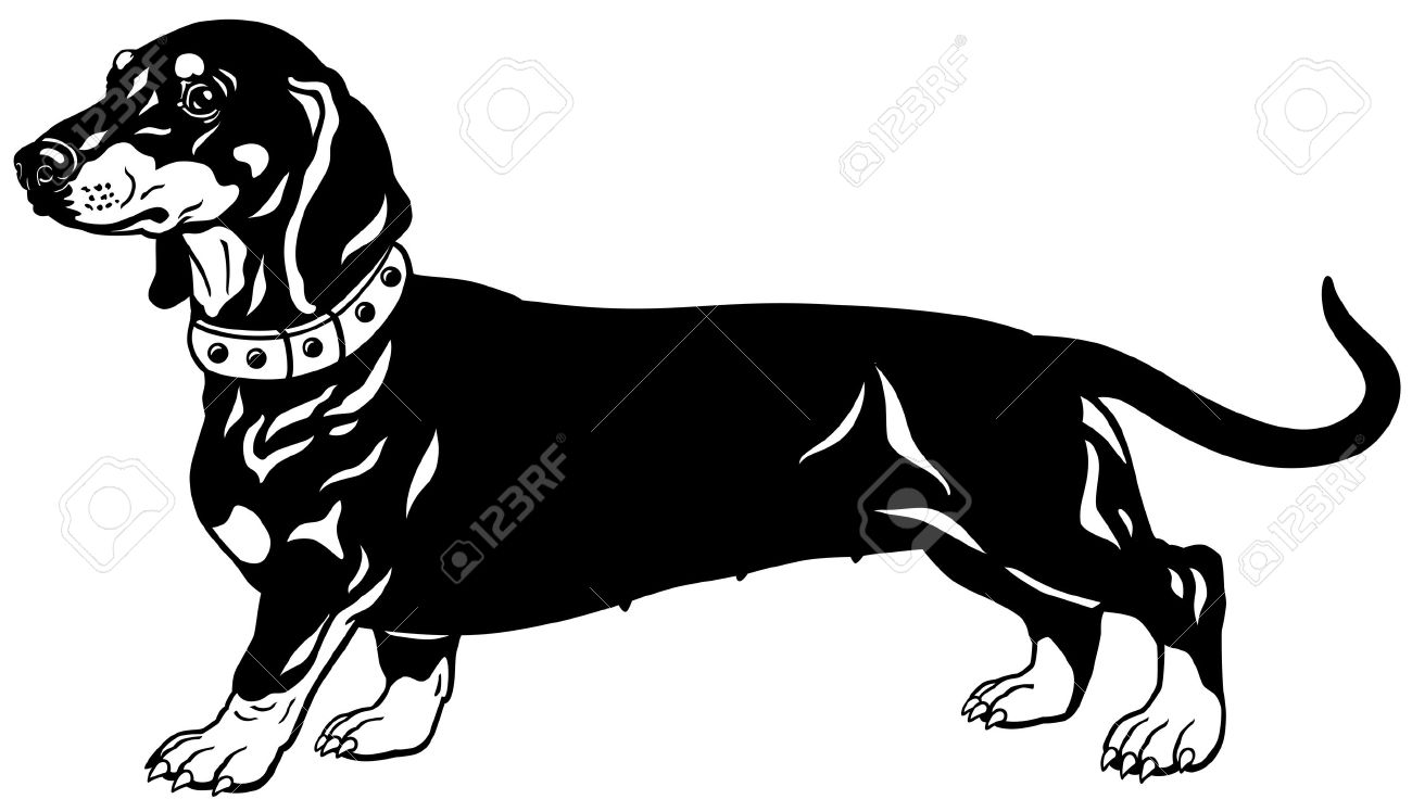 1300x748 Dog Smooth Haired Dachshund Breed, Side View, Black And White