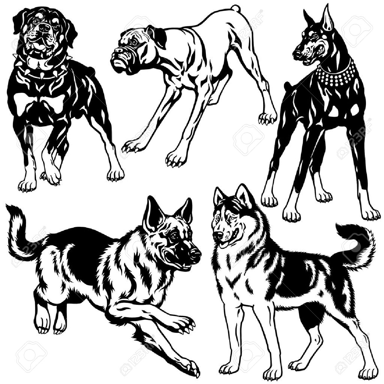 1300x1300 Set With Dog Breeds, Black And White Illustration Royalty Free