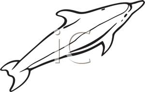 300x190 And White Dolphin Clipart Image