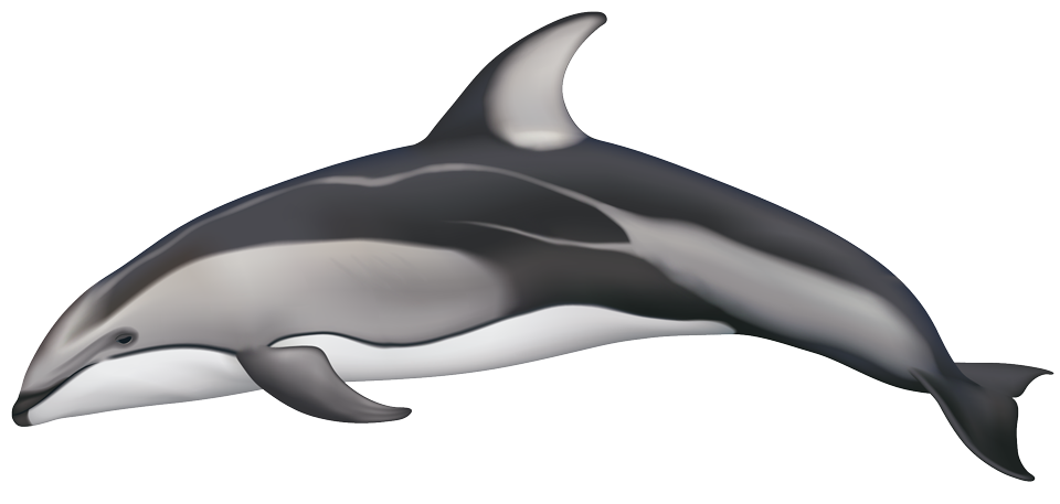 960x457 Pacific White Sided Dolphin