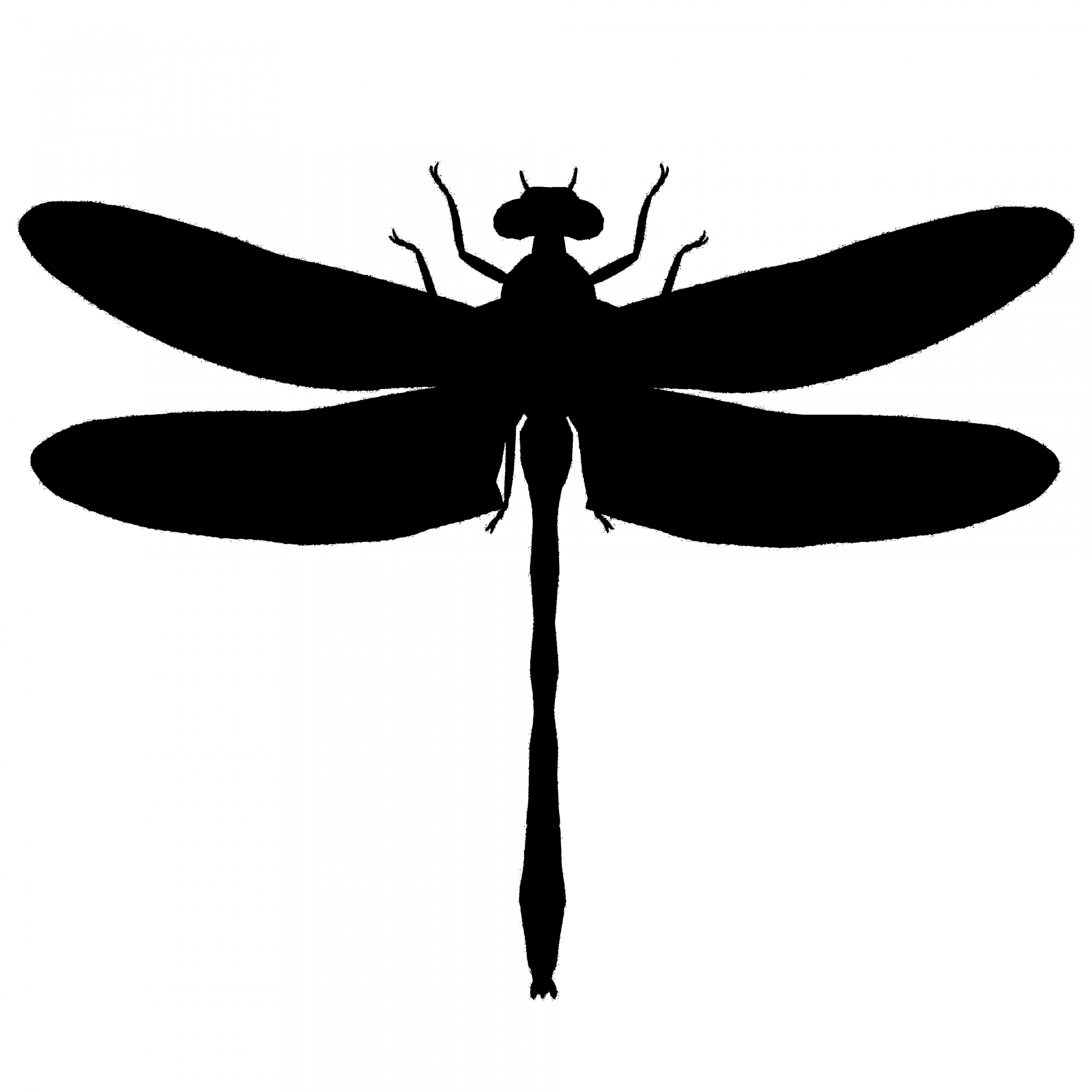 1920x1920 Dragonfly Ii Free Stock Photo