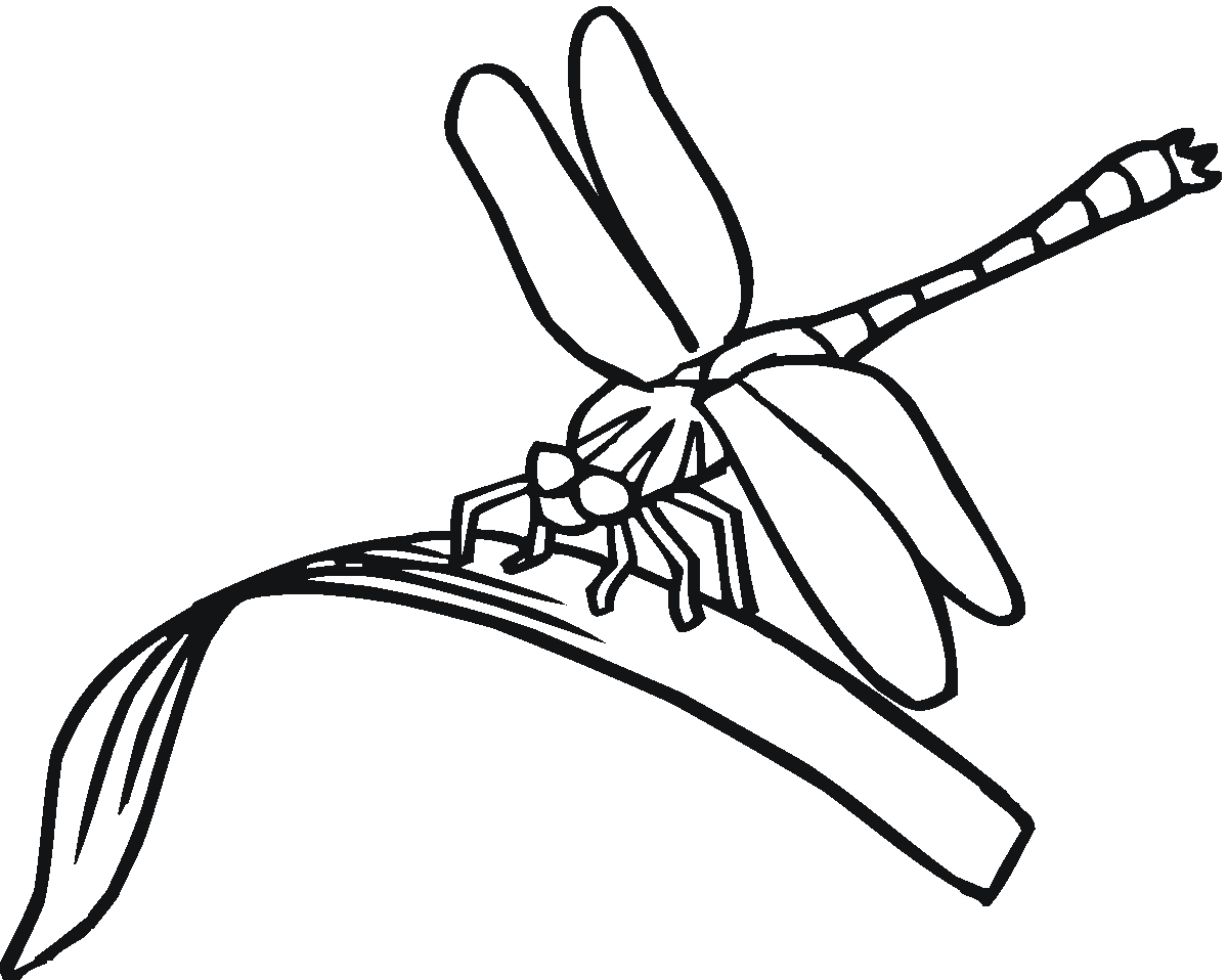 1200x958 Dragonfly Clipart Coloring Page