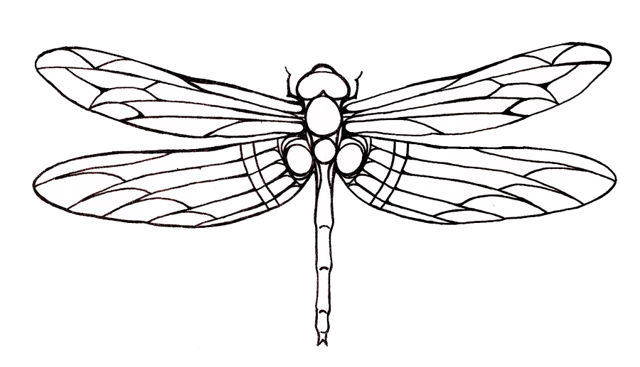 900x517 Drawn Dragonfly Transparent