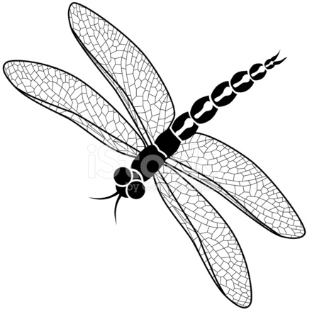 440x440 Vector Dragonfly In Black And White Stock Vector