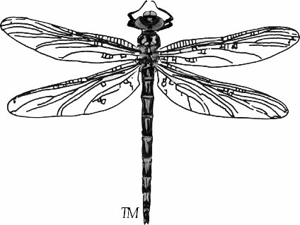 424x319 Dragonfly Texas Master Naturalist