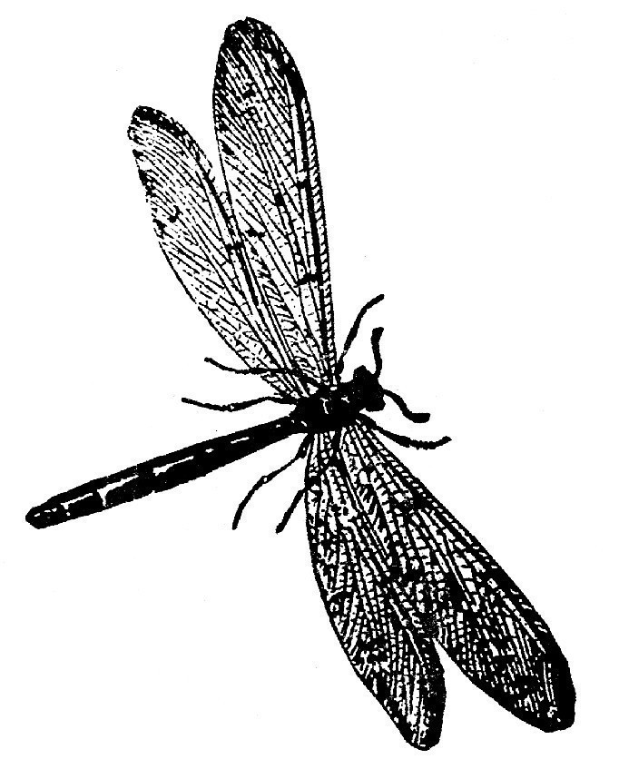 682x836 520 Best Dragonfly Images Bugs, Clay And Cloud