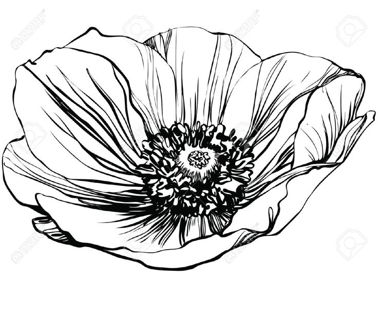 736x613 Drawn Poppy Black And White