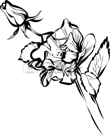 365x450 Sketch Wild Flower Resembling A Daisy Royalty Free Cliparts