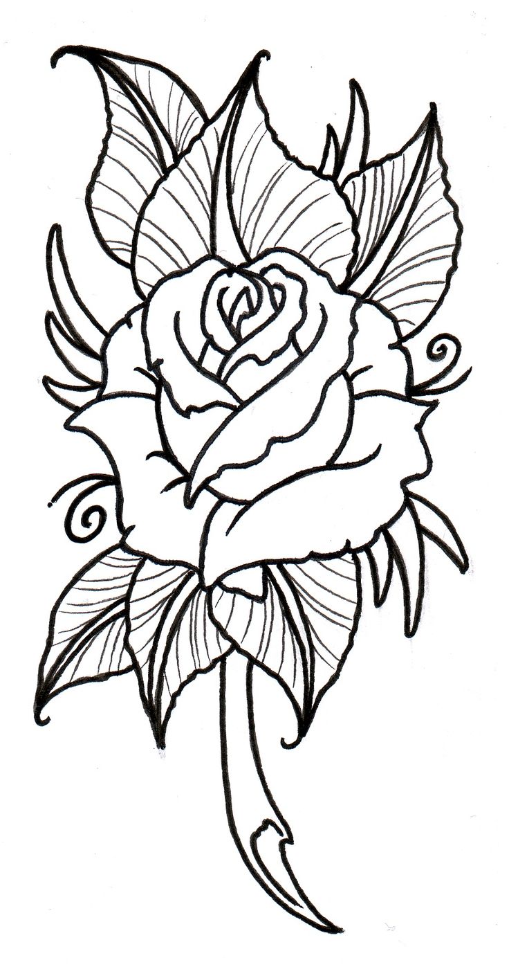 736x1397 Best Easy Rose Drawing Ideas Roses Drawing
