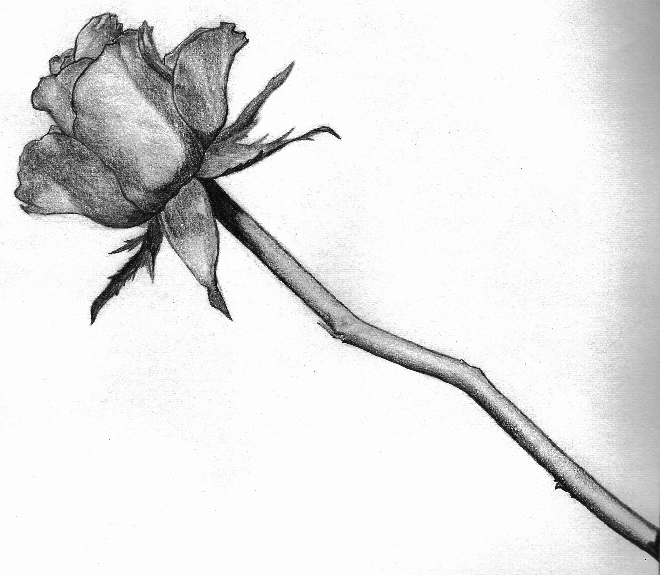 1324x1153 Black And White Rose By Laura 20