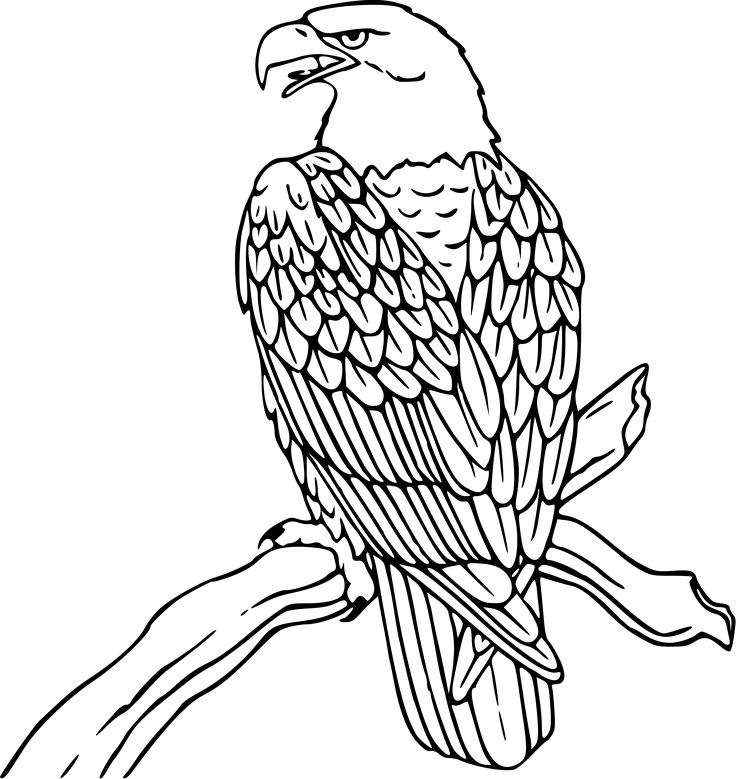 736x779 White Tailed Eagle Clipart Hawk