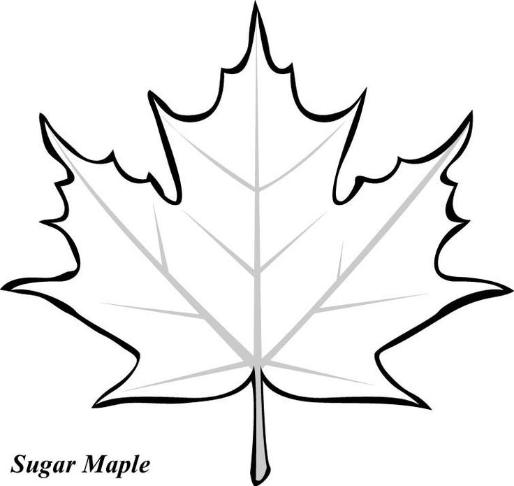 736x695 Leaf Printable Coloring Pages Leaves, Fall Leaves And Craft