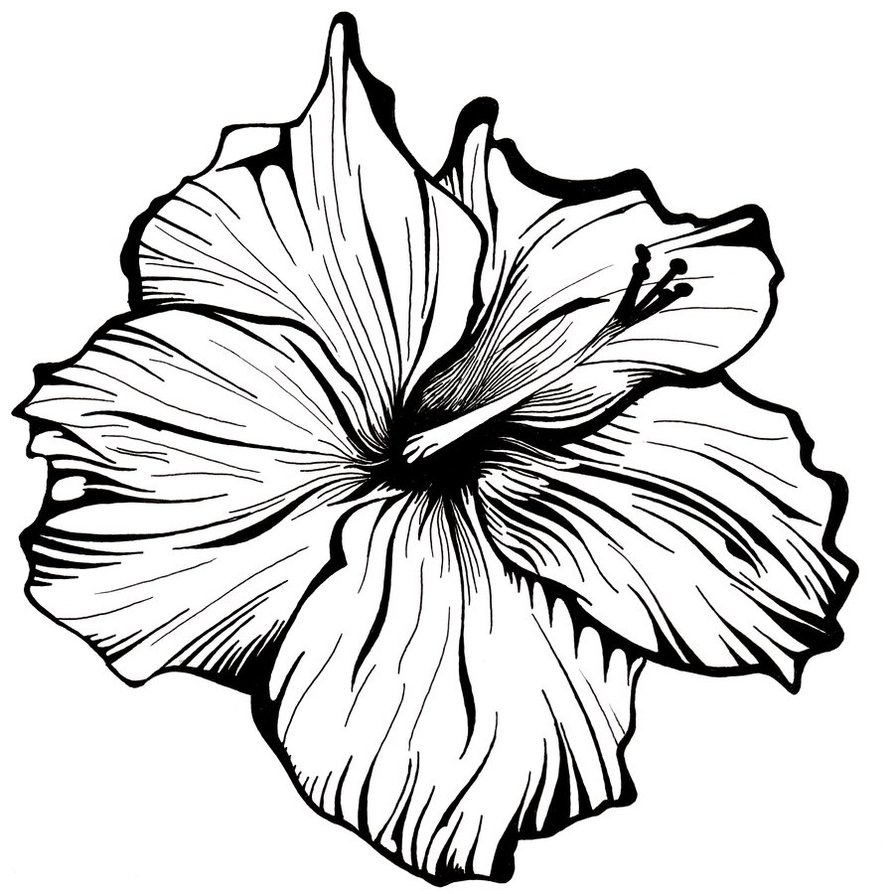 Black And White Flower Drawing Free Download On Clipartmag